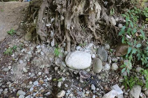 Tree Roots with Trapped Waste 写真素材