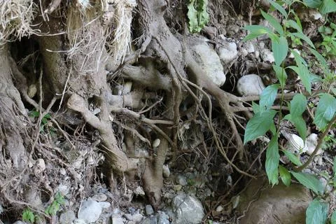 Tree Roots with Trapped Waste 写真素材