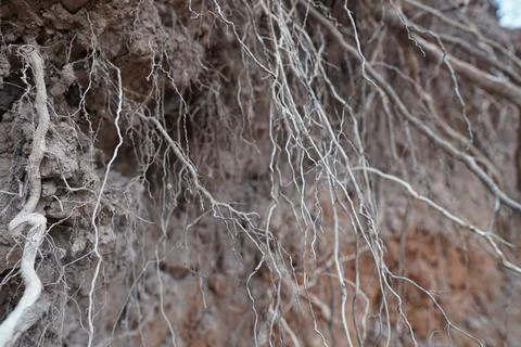 Tree roots, tree roots sticking out Stock Photos