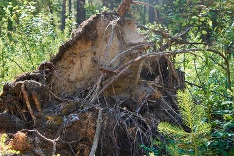 Tree roots turned out of the ground Stock Photos