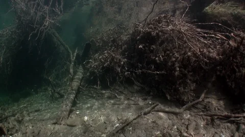 Tree roots underwater in sunlight in wat... | Stock Video | Pond5