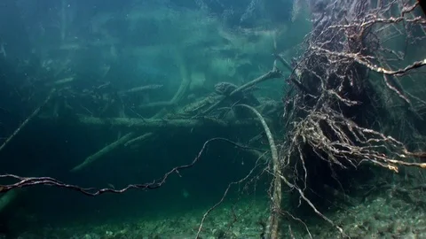 Tree roots underwater in sunlight in wat... | Stock Video | Pond5