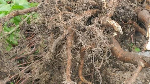 Tree roots. Uprooted tree. Tree roots close up. Stock Photos