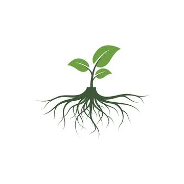 Tree roots vector icon illustration design Stock Illustration