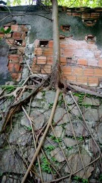 Tree roots in wall..environment Stock Photos