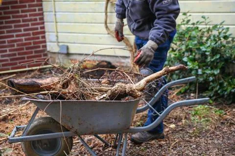 Tree roots in wheelbarrow Stock Photos