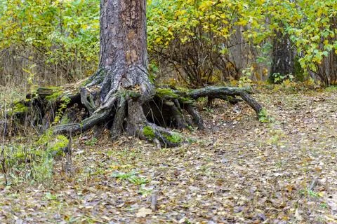 A tree in the roots of which there is a burrow of a forest animal Stock Photos