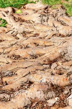 Tree roots wooden pattern brown closeup base background tropical Stock Photos