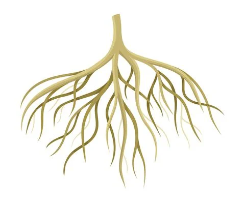 Tree rootstalk, bush or shrub root system. Botany or dendrology design element Stock Illustration
