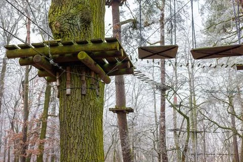 A tree of a rope park with a platform and cables extending from it. Close-u.. Stock Photos