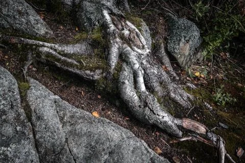Tree rot close up in forest Stock Photos