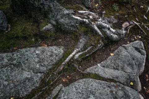 Tree rot close up in forest Stock Photos