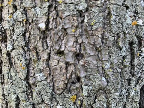 Tree Rough Bark reference, color, and texture Stock Photos