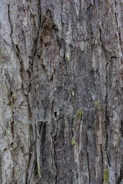 Tree Rough Bark Texture Brown Closeup Foto stock