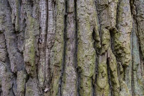 Tree Rough Bark Texture Brown Closeup Stock Photos