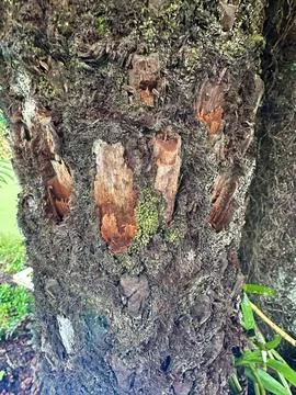 Tree with rough bark texture Stock Photos