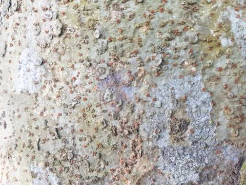 A tree with a rough, bumpy surface. The surface is covered in small, round .. Stock Photos
