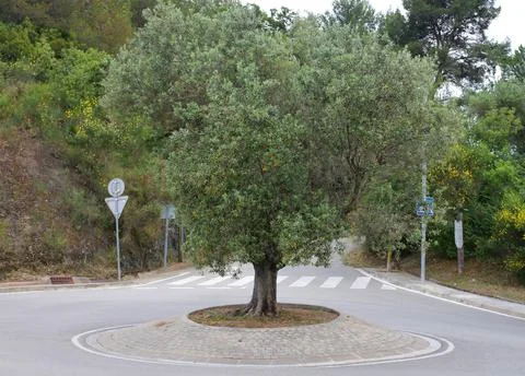Tree in a roundabout Stock Photos