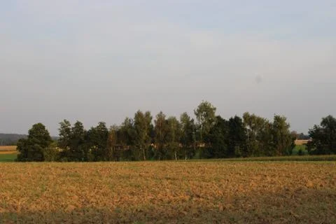 Tree row 2 Stock Photos