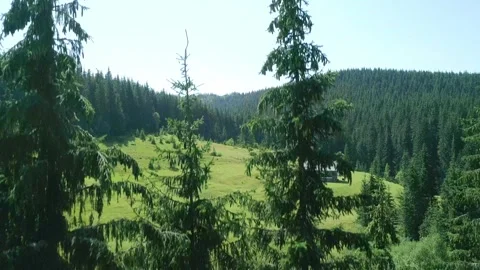 Tree in row and cute house on green summer field Stock Footage 282581149