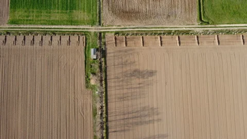 Tree row and plowed fields with shadows 스톡 동영상 150836651