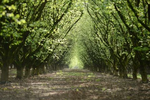 Tree row Stock Photos