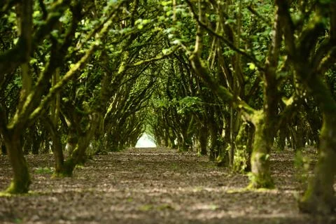 Tree row Stock Photos