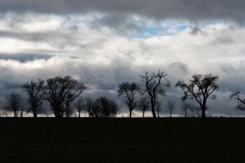 The tree row as silhouette with cloudy background Foto stock