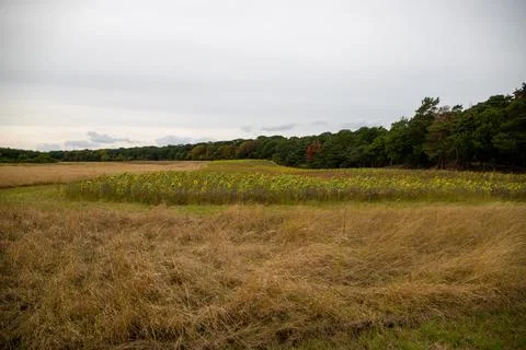 Tree row with a sunflower field in front of it Stock Photos