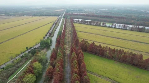 Tree Rows Dividing Cultivated Fields in Anhui, China Stock Footage 344037703
