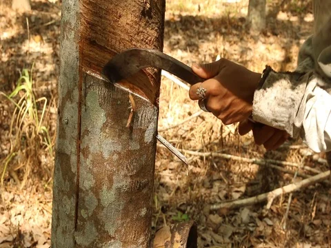 Tree Rubber in ThailandTree 스톡 동영상 73723141