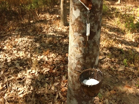 Tree Rubber in ThailandTree Stock-Footage 73723332