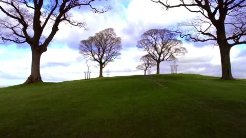 Tree run.  库存影片 170354516