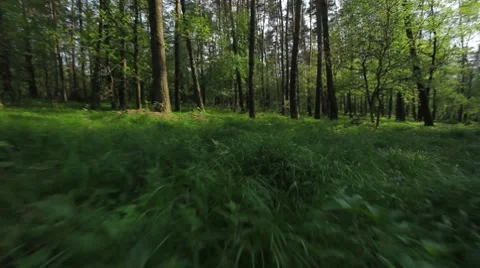 UP THE TREE! running squirrel point of view 1 Stock Footage 7136395