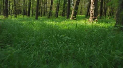 UP THE TREE! running squirrel point of view 2 Stock Footage 7136415