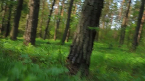 UP THE TREE! running squirrel point of view 3 Stock Footage 7136432