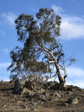 A tree in rural Australia Stock Photos