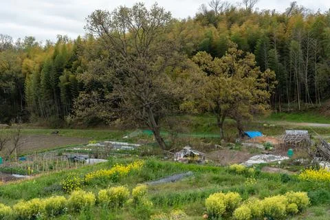 A tree in Rural fields Stock Photos
