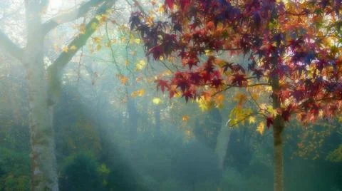 Tree rust-red chestnut leaves in the autumn mist Autumn impressions Foto stock