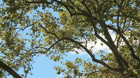A tree rustles in the calm breeze Stock Footage 33862156