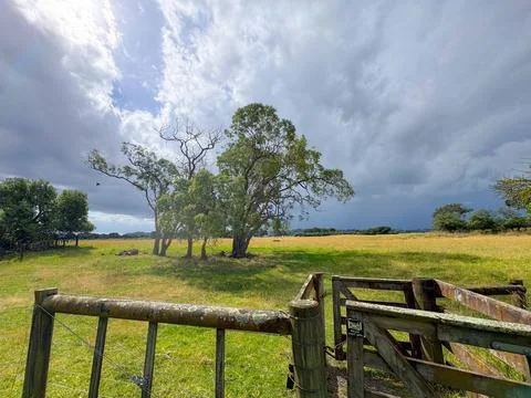 A tree rustling peacefully with gentle summer breeze in a free range farm Foto stock