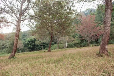 Tree sakura on grass. Stock Photos