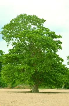 Tree in sand Foto stock