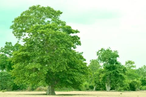 Tree in sand Foto stock