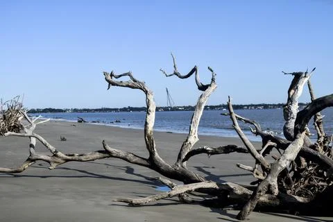Tree in the sand Stock Photos