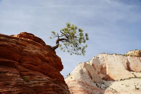 Tree on sandstone rock Stock Photos