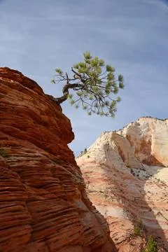 Tree on sandstone rock Stock Photos