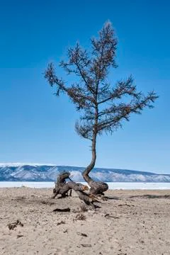 Tree on a sandy beach on the background of snowy mountains Stock Photos