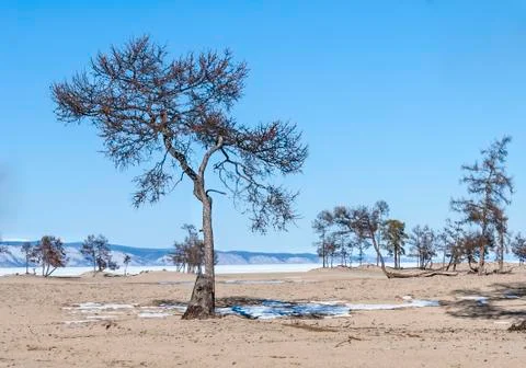 Tree on a sandy beach in winter Stock Photos