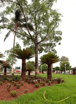 A tree in Sao Jose Square Stock Photos